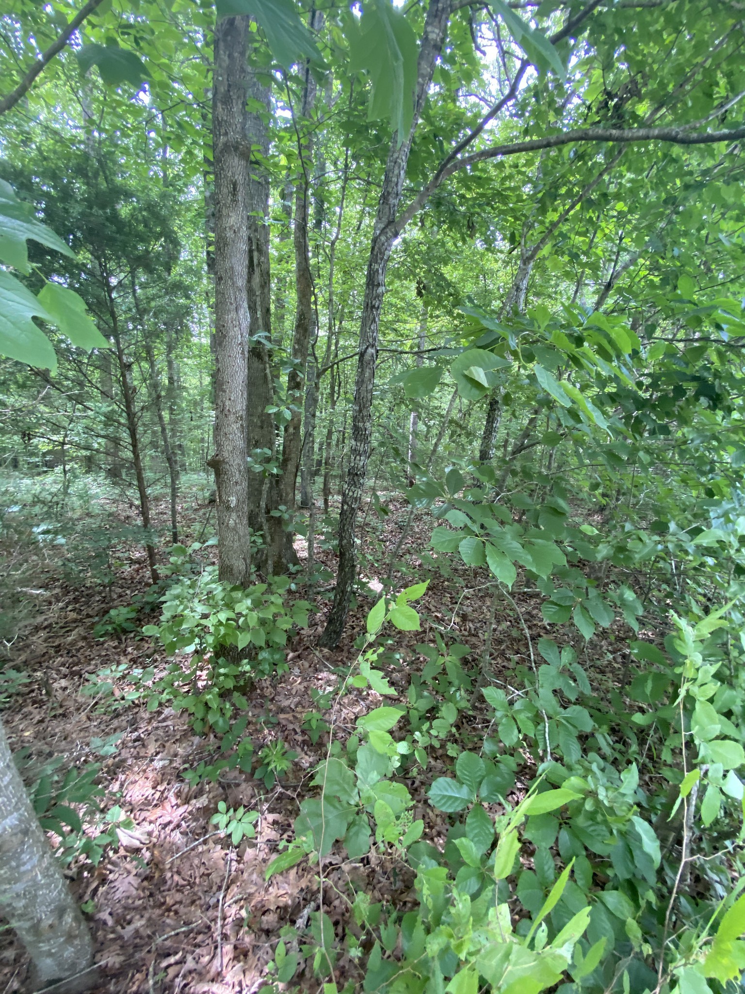 0 Vista Pointe Hohenwald, TN 38462 - Photo 7 of 8 a view of a forest with lots of trees