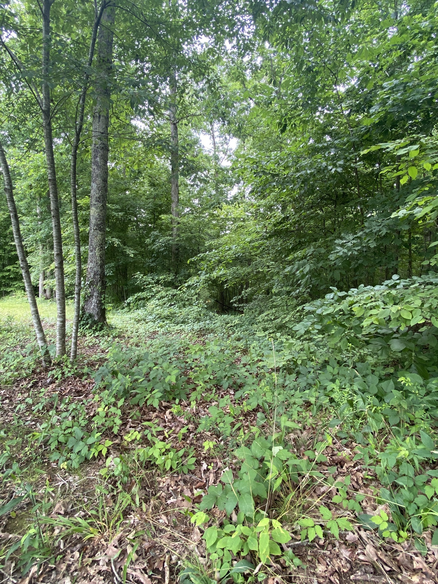 0 Vista Pointe Hohenwald, TN 38462 - Photo 8 of 8 a view of a lush green forest