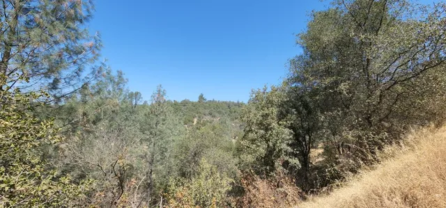 a view of a dry yard with trees in the background