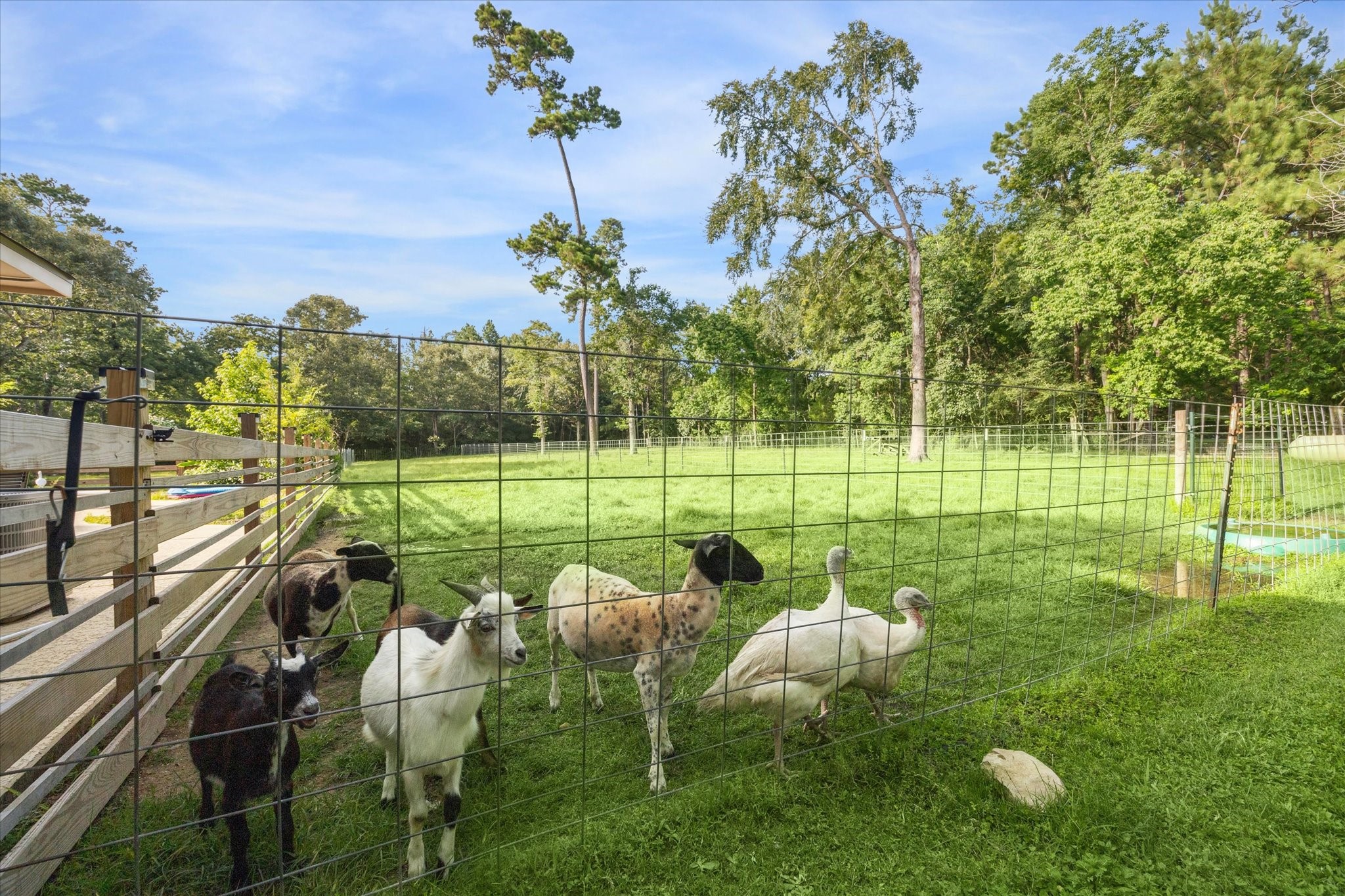 19215 Veterans Road Magnolia, TX 77355 - Photo 45 of 50 a view of a park with lots of trees