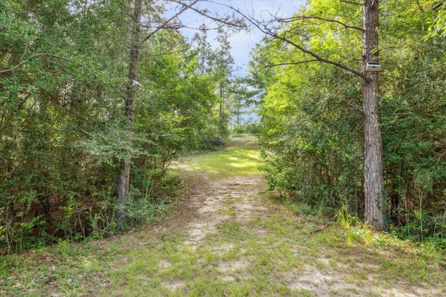 a view of a yard with plants and large trees