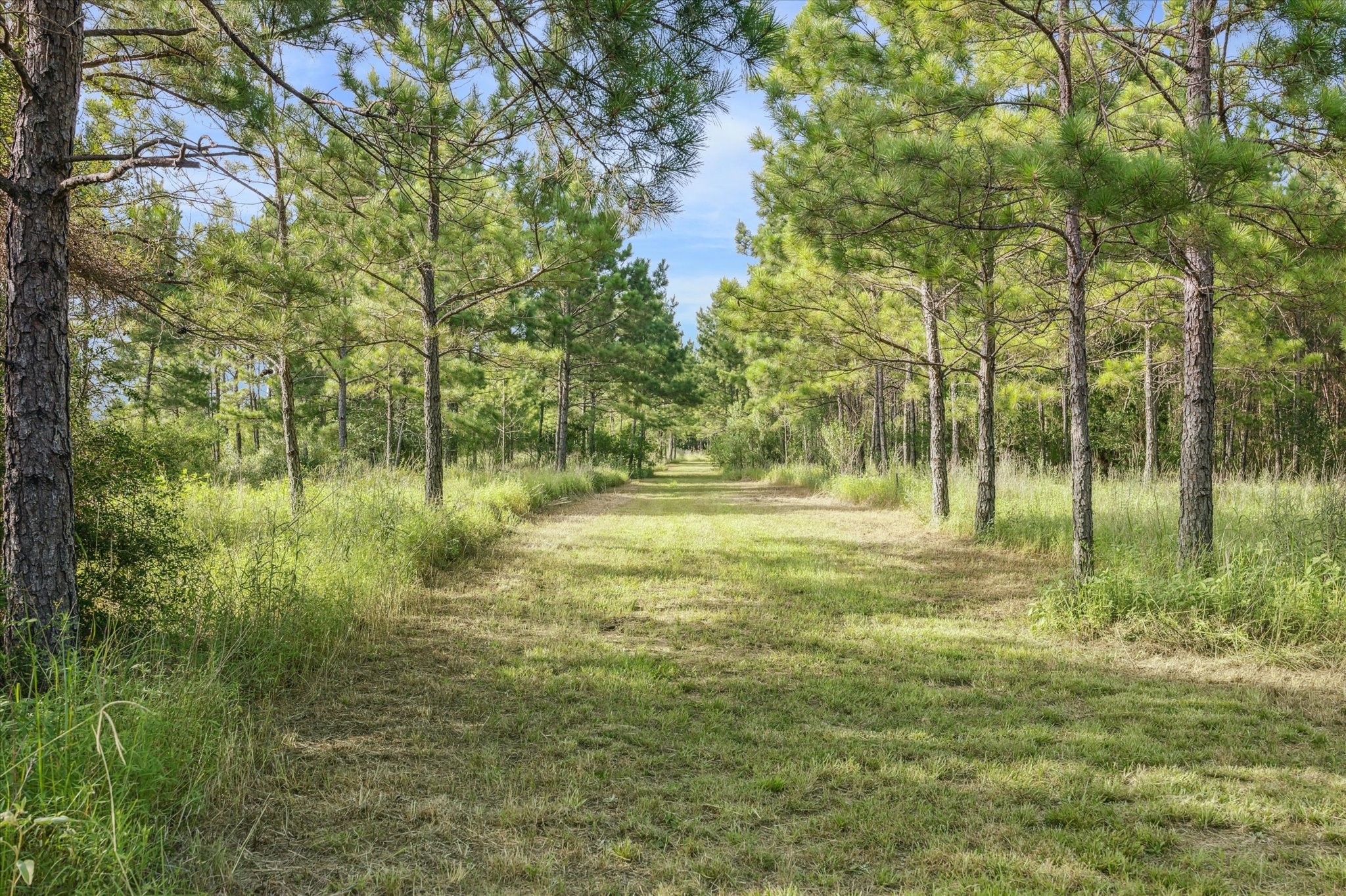 19215 Veterans Road Magnolia, TX 77355 - Photo 49 of 50 a view of lake with a yard