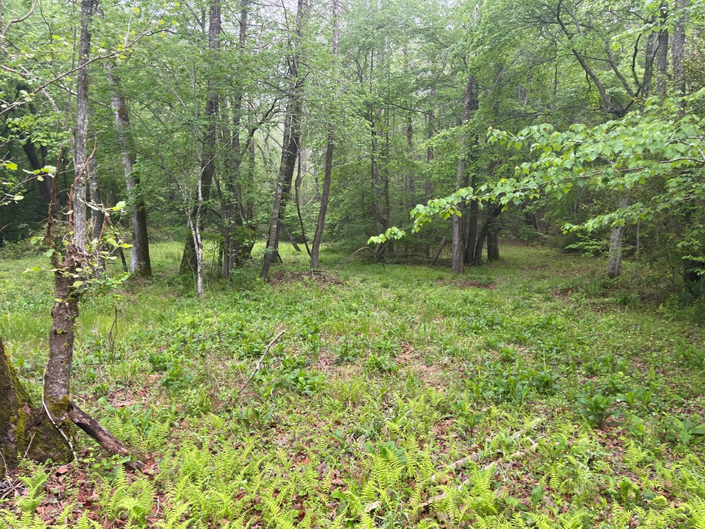0 Old Johnson Road Murphy, NC 28906 - Photo 9 of 19