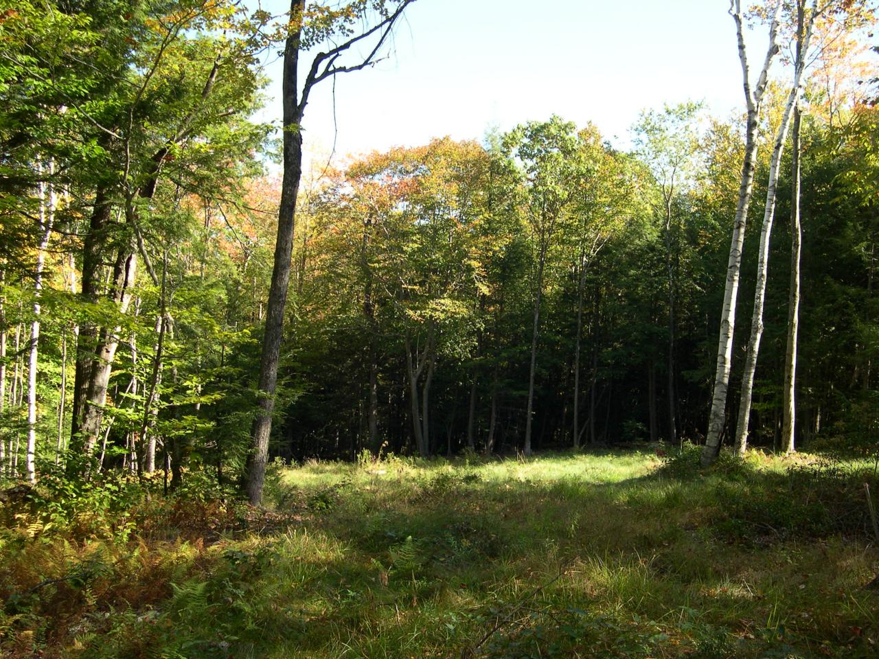 Lot #4 Algerie Road Otis, MA 01253 - Photo 6 of 9 Property