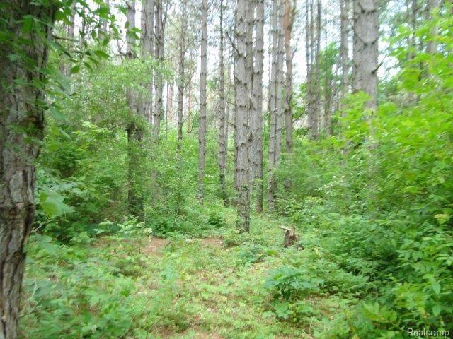 2964 Kings Mill Road Lapeer, MI 48446 - Photo 45 of 47 Pine Forest