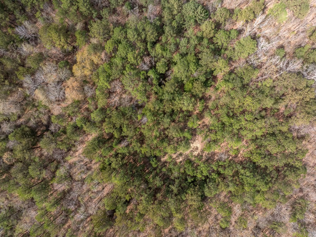 2 Co Road Pachuta, MS 39347 - Photo 3 of 4 Photo 3