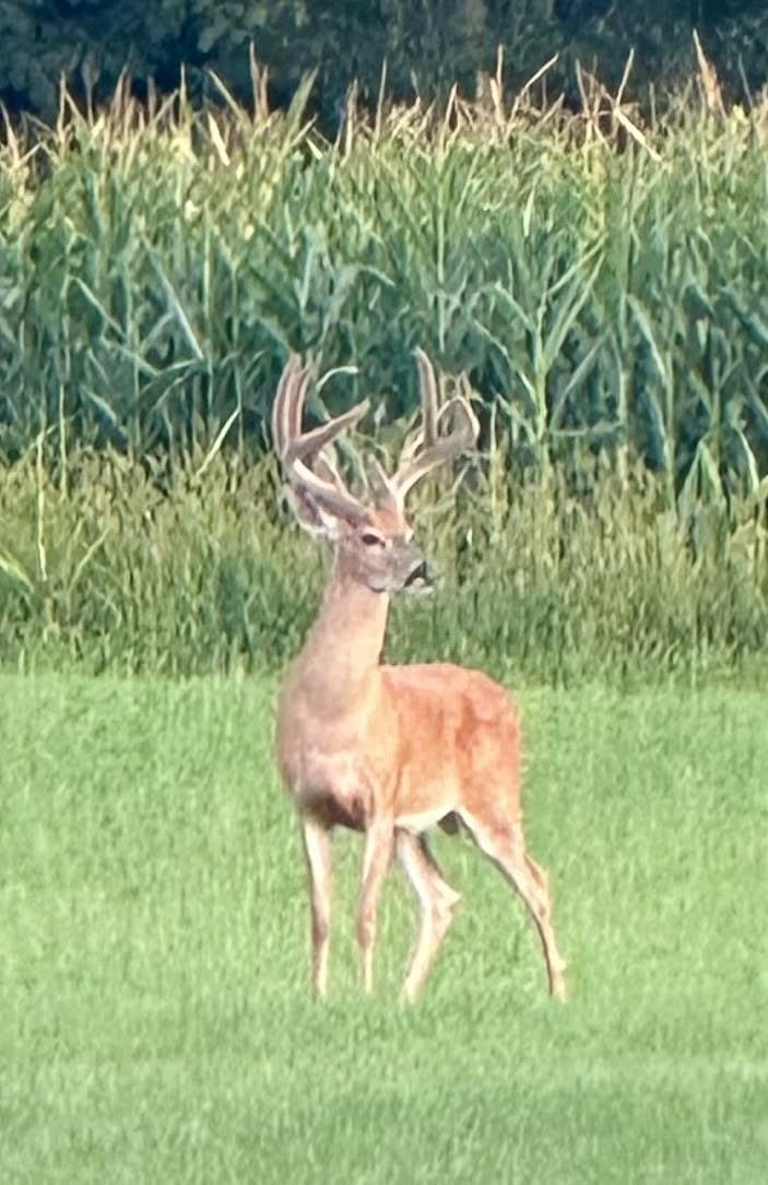 2122 Grange Road Buchanan, MI 49107 - Photo 99 of 99 2122 Grange Rd - Deer