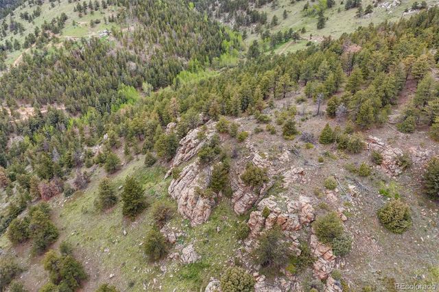 a view of a forest with a tree