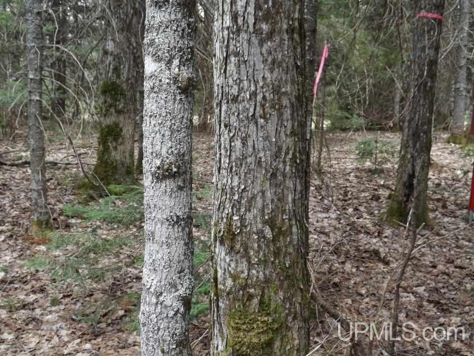 Tbd Forest Rd 180 Wakefield, MI 49968 - Photo 2 of 15