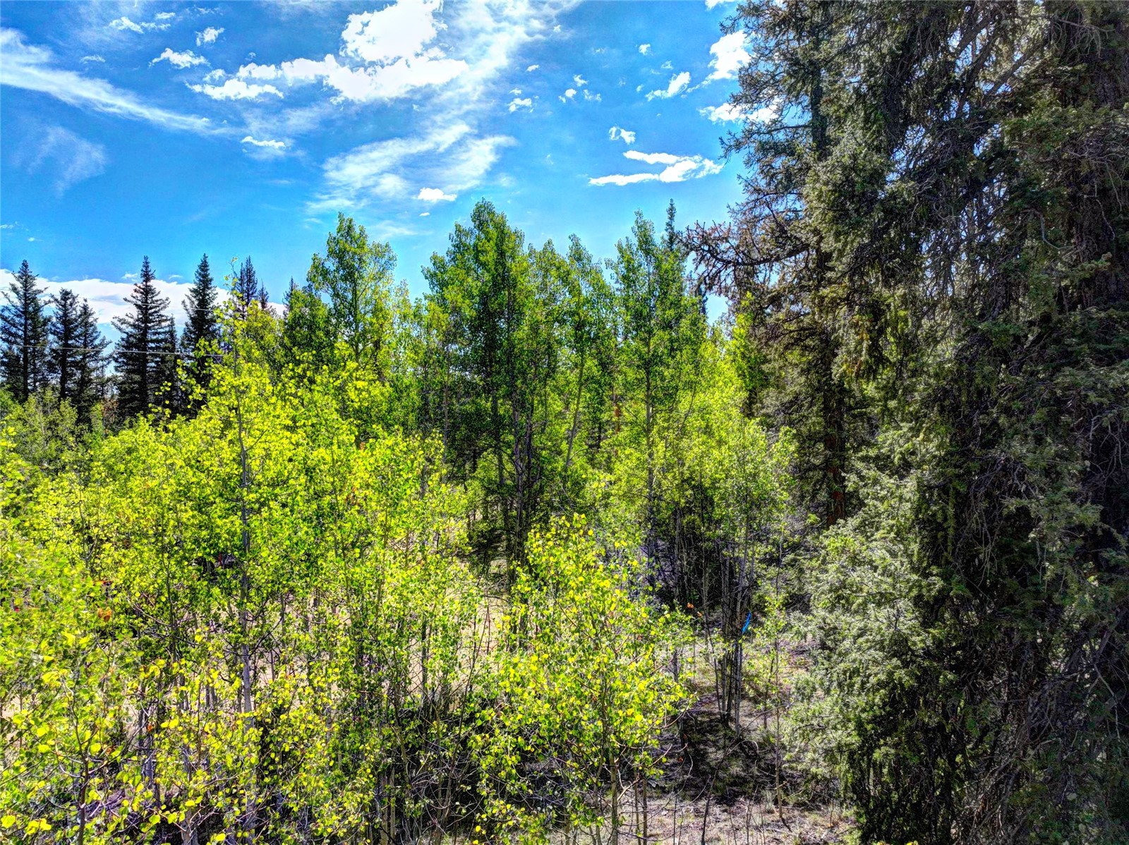 75 Swiggler Road Jefferson, CO 80456 - Photo 19 of 40 Gallery Image 19