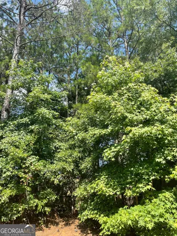 view of a lush green forest