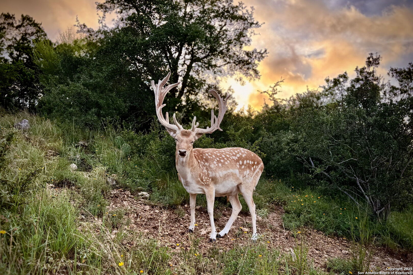 1023 Comanche Ridge New Braunfels, TX 78132 - Photo 79 of 109
