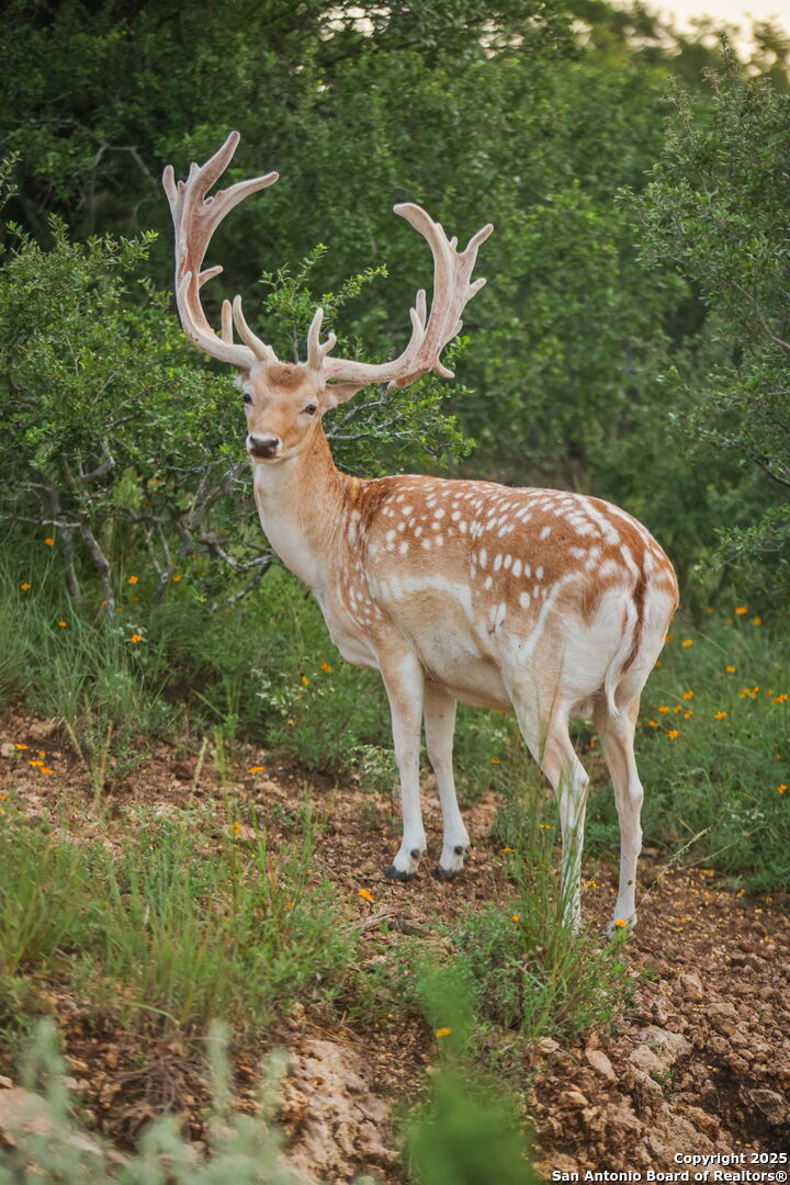 1023 Comanche Ridge New Braunfels, TX 78132 - Photo 81 of 109