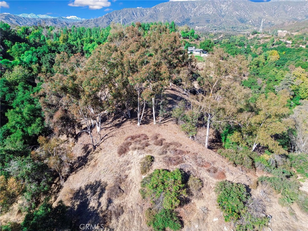 0 Live Oak Canyon Road La Verne, CA 91750 - Photo 12 of 21 a view of a yard with plants and large trees