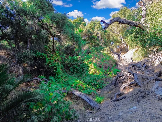 a backyard of a house with lots of plants and large trees