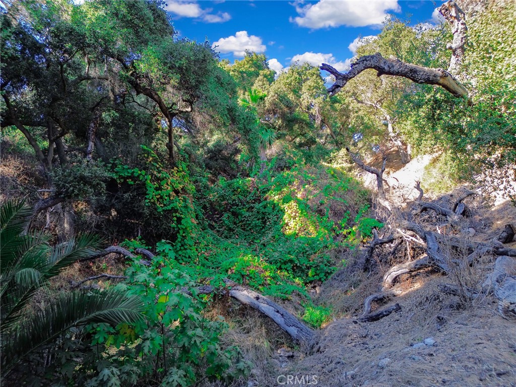 0 Live Oak Canyon Road La Verne, CA 91750 - Photo 19 of 21 a plant that is in a garden
