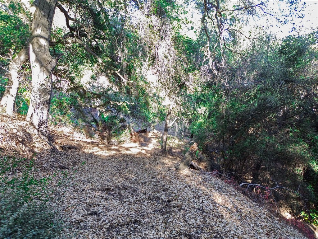 0 Live Oak Canyon Road La Verne, CA 91750 - Photo 8 of 21 a view of a forest