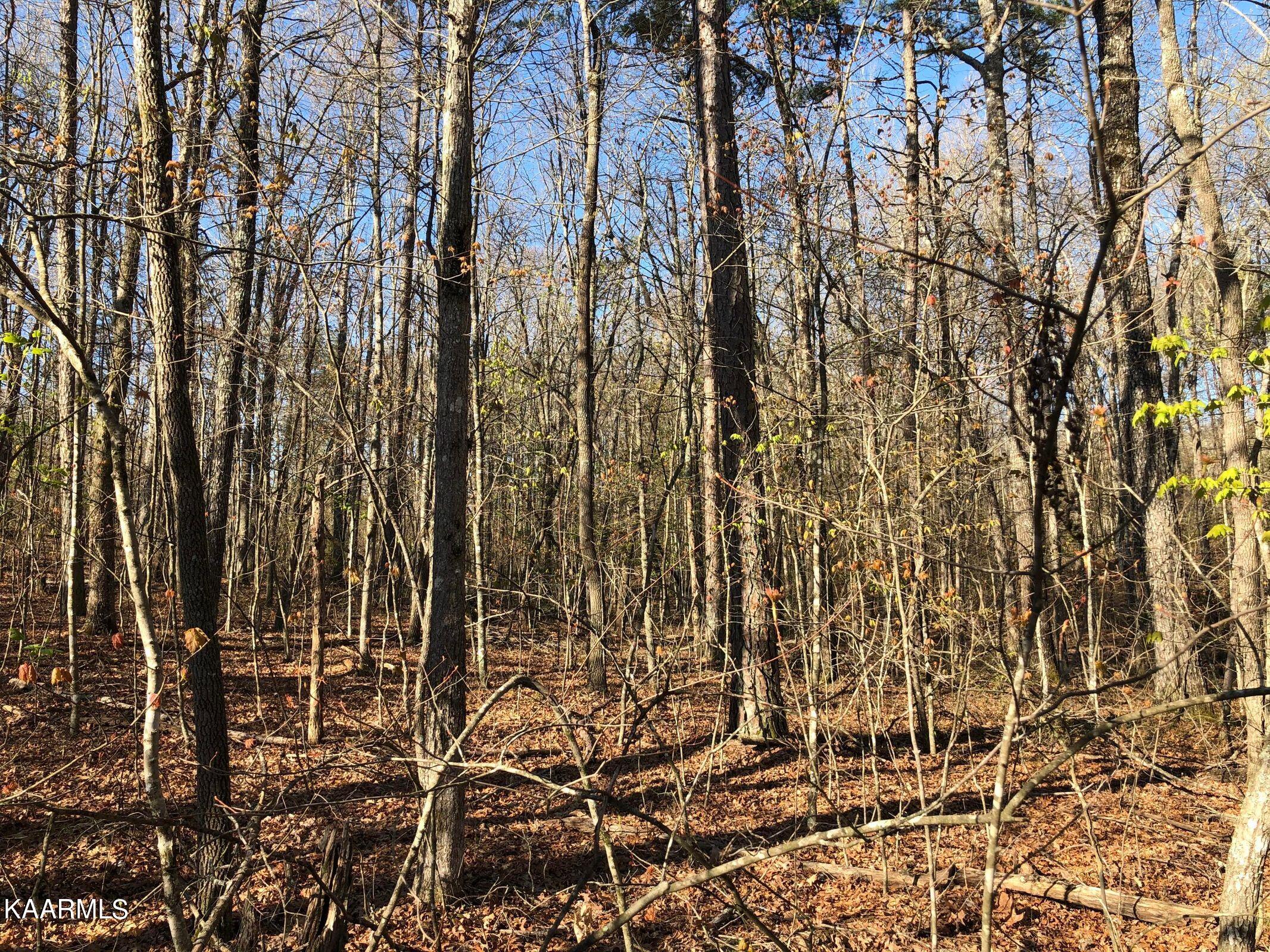 Lot 1 Arrowhead Road Monterey, TN 38574 - Photo 4 of 5 2C808DAA-49DE-4D73-9AD5-861C197824F1