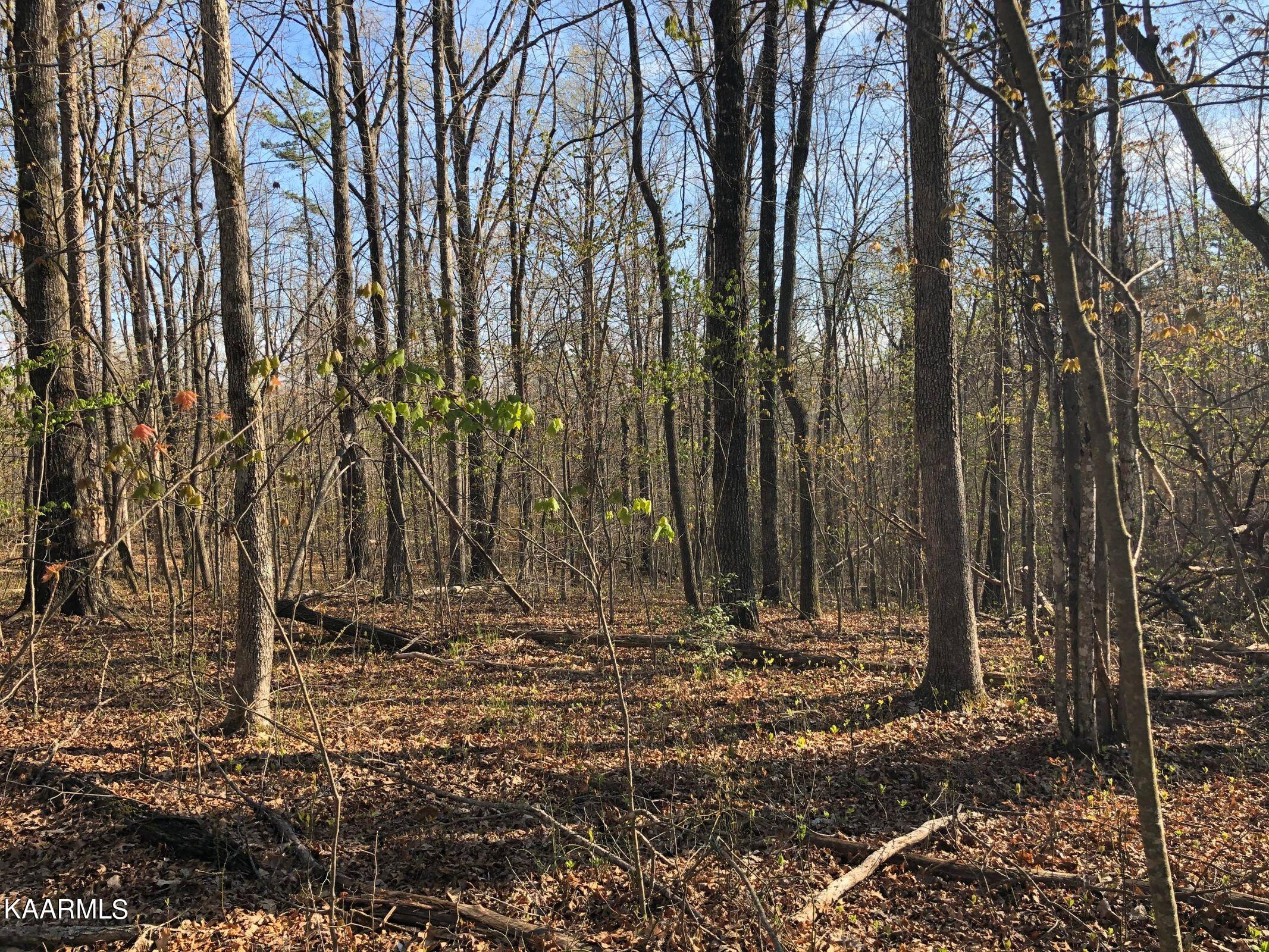 Lot 1 Arrowhead Road Monterey, TN 38574 - Photo 5 of 5 DD4C66A5-1F26-4712-A6F5-660B34F79120