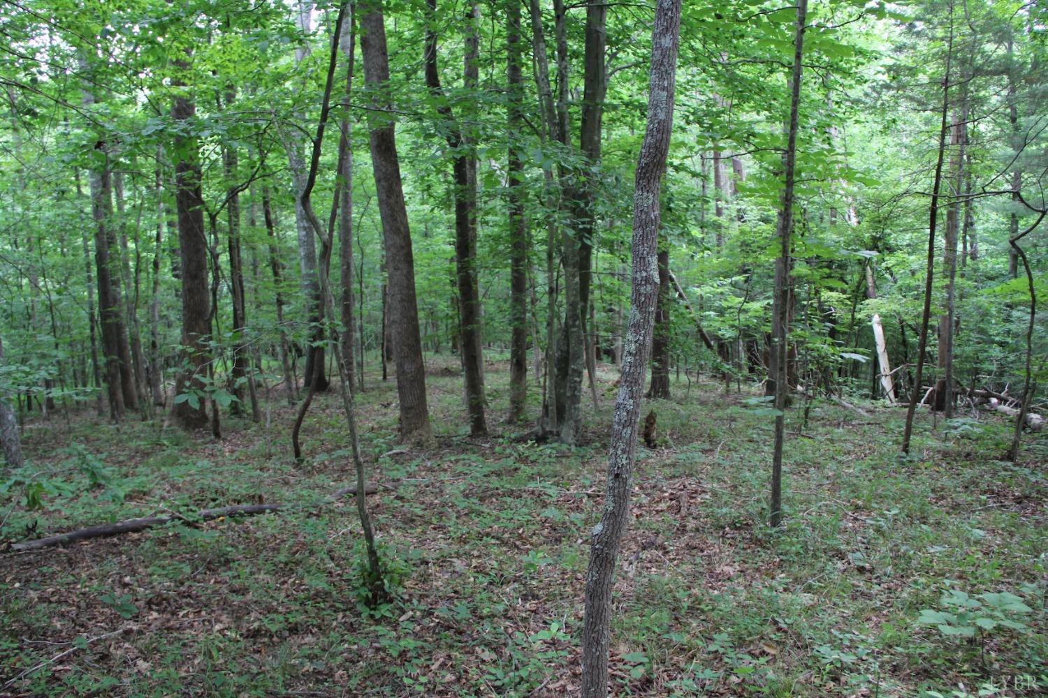 0 Cottage Charm Road Goode, VA 24556 - Photo 12 of 23 a view of a forest that has large trees