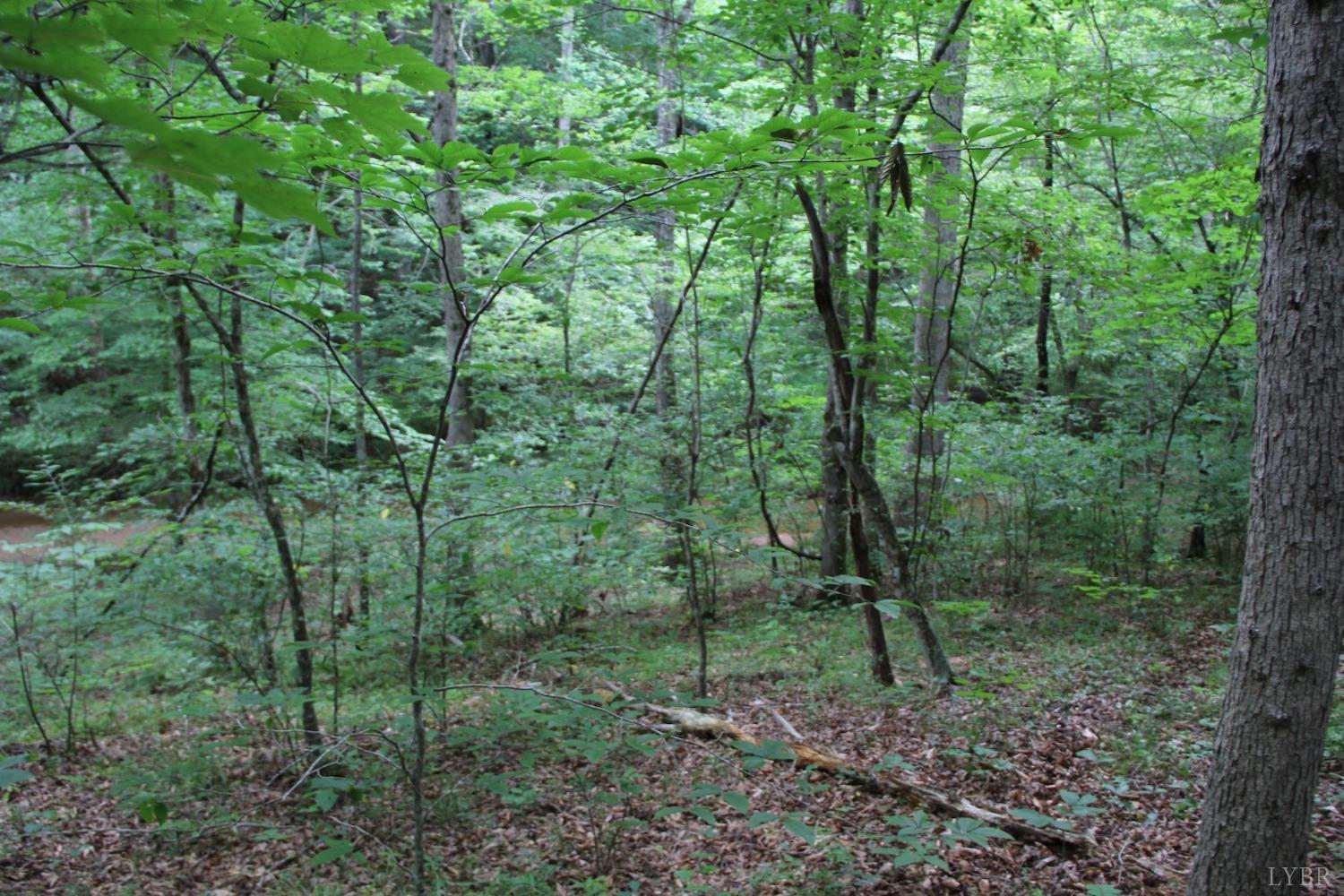 0 Cottage Charm Road Goode, VA 24556 - Photo 3 of 23 a view of a forest with lots of trees