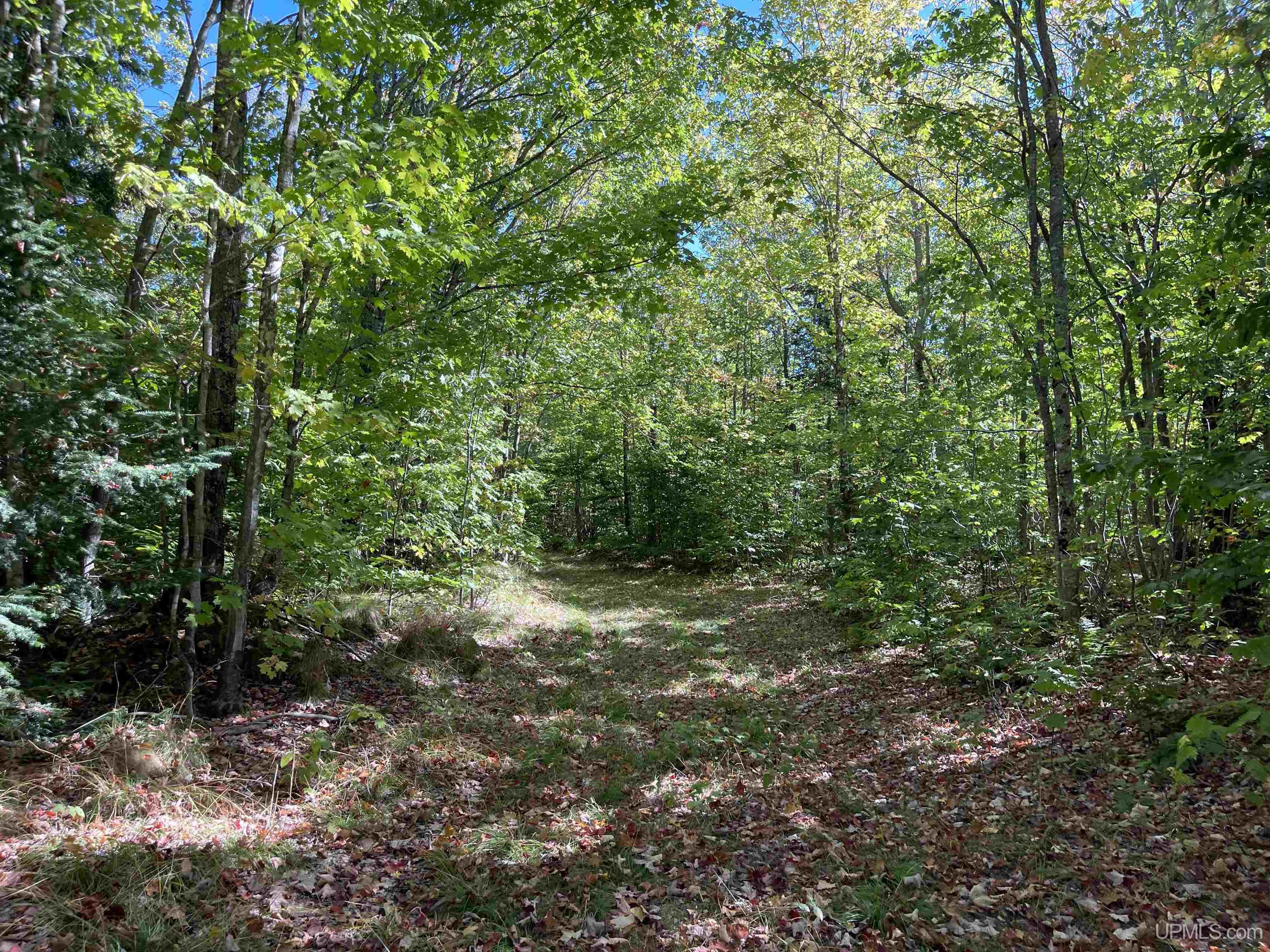 40 Acres Off H-58 Road Grand Marais, MI 49839 - Photo 15 of 21 Gallery Image 15