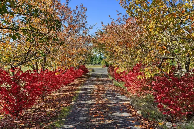 a view of a pathway with a tree