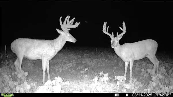 $341,000 | 0 Highway D - Tract 6 (22 /- Acres) Eolia Mo 63344, Eolia, MO 63344