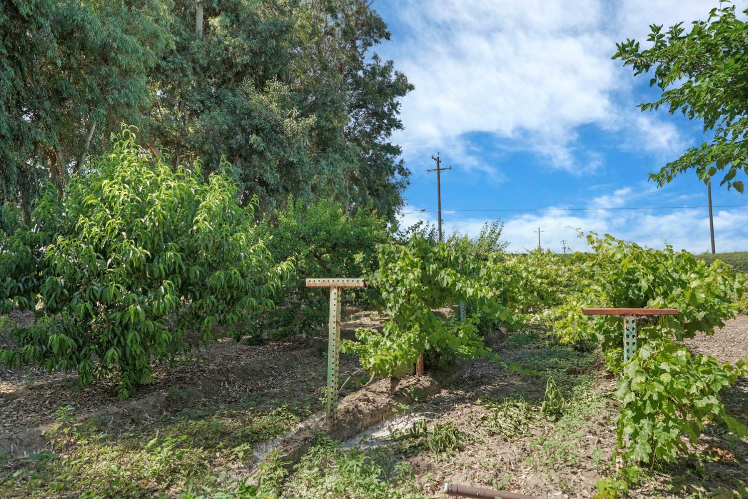 6632 East Acampo Road Clements, CA 95220 - Photo 50 of 52