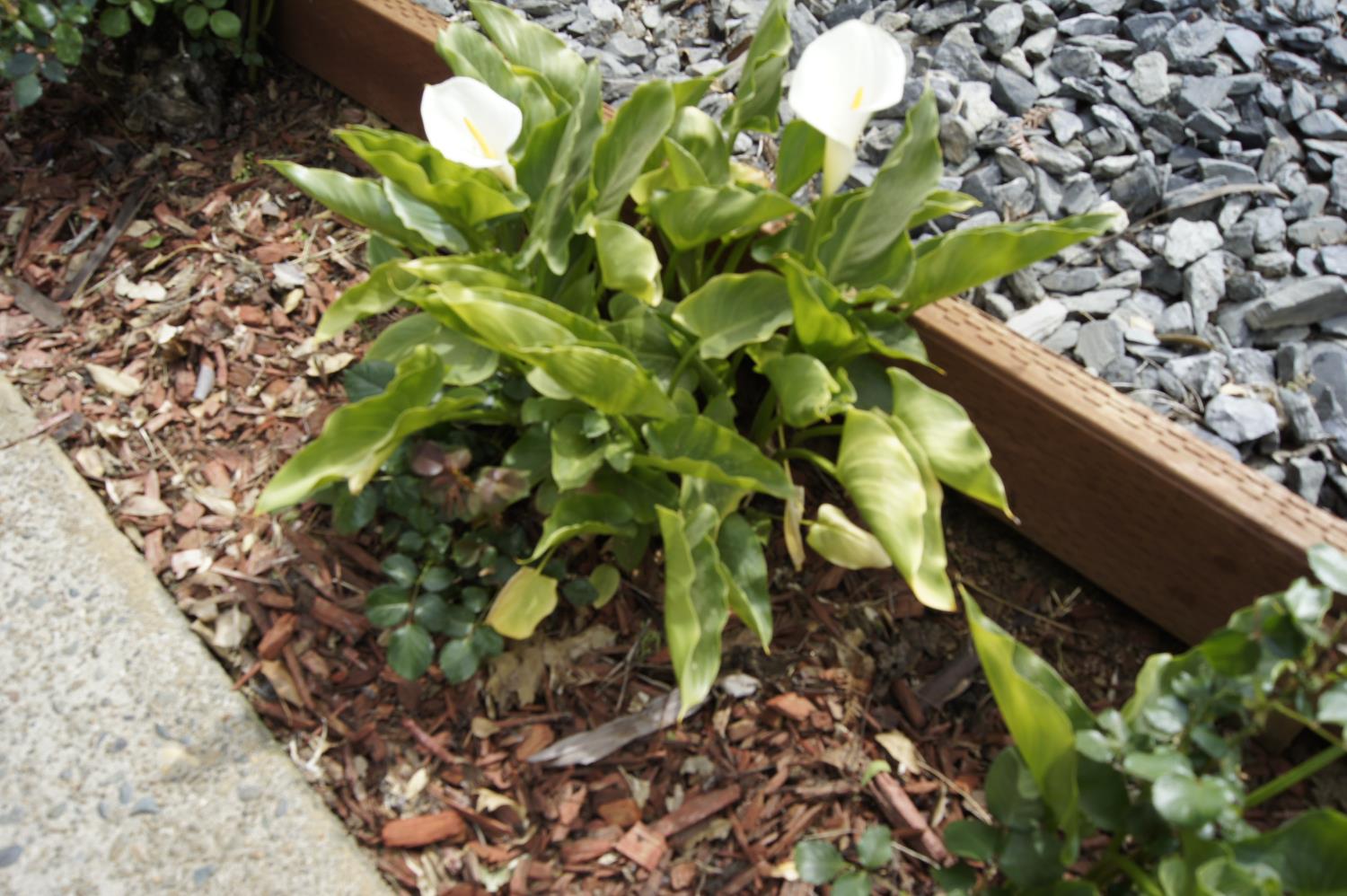 3550 China Garden Road, Unit 82 Placerville, CA 95667 - Photo 15 of 18