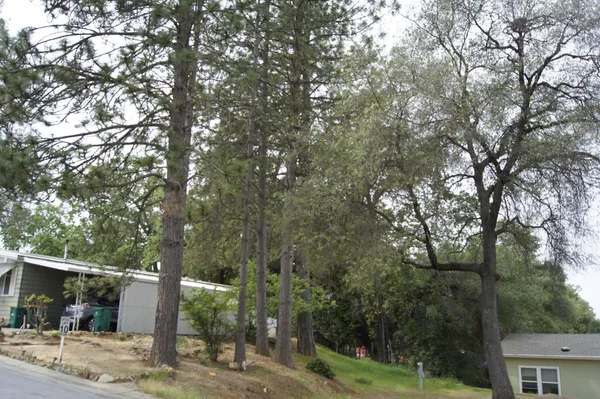 a view of a yard with plants and trees