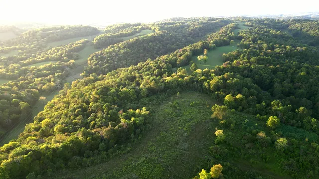 a view of a forest filled with trees