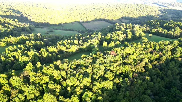 a view of a yard with a tree