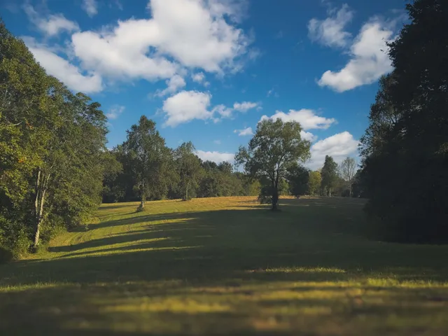 a view of a forest with trees