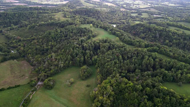 a view of a forest with trees