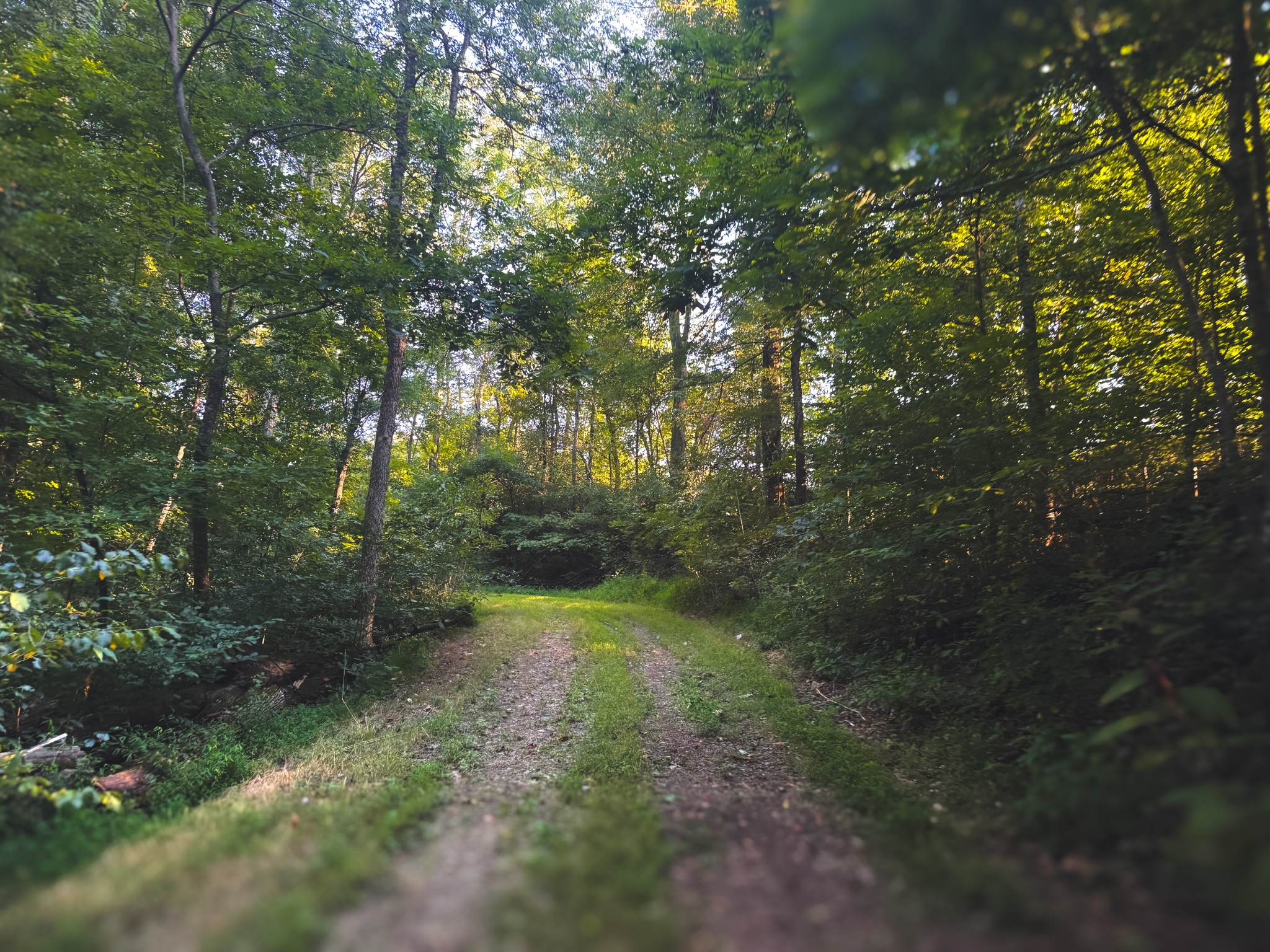 0 Lazy Branch Road Wartrace, TN 37183 - Photo 24 of 82 a view of a forest with trees in the background