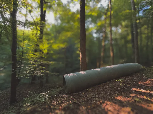a view of a yard with plants and trees