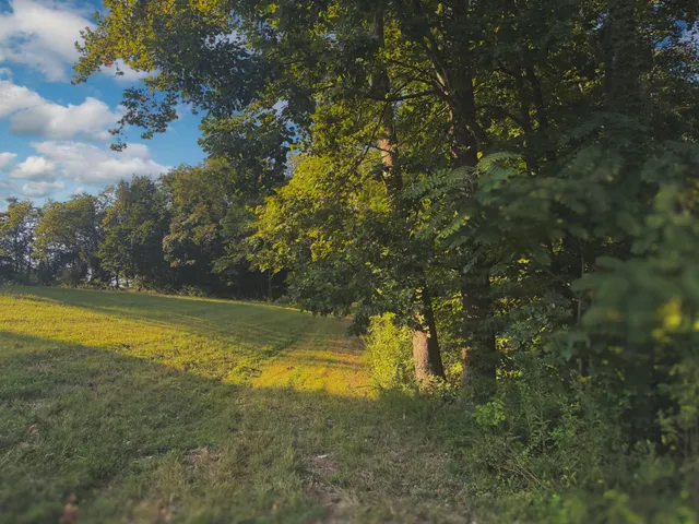 a view of a forest with lots of trees