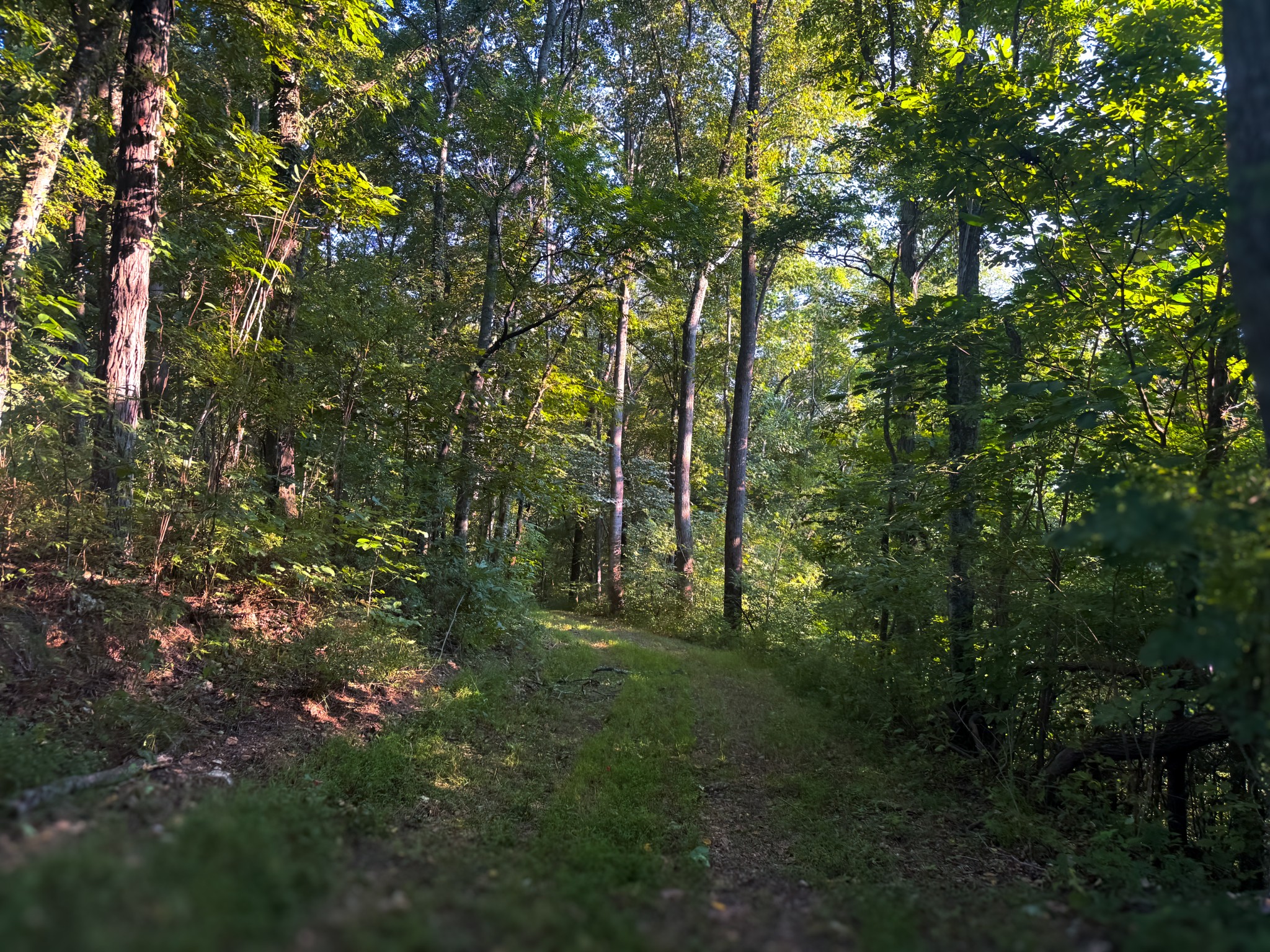 0 Lazy Branch Road Wartrace, TN 37183 - Photo 29 of 82