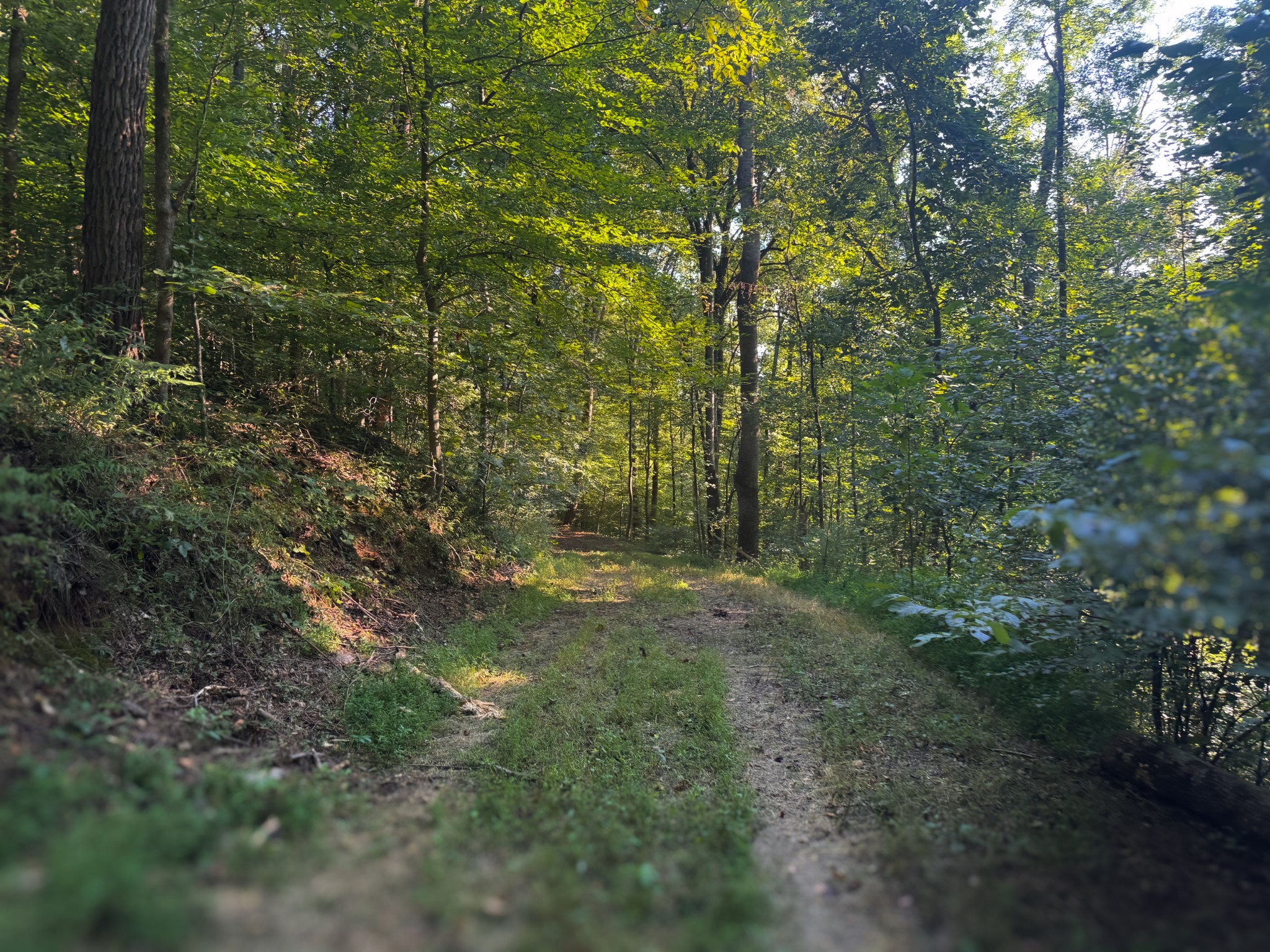 0 Lazy Branch Road Wartrace, TN 37183 - Photo 30 of 82 a view of a yard with a tree