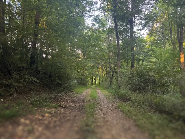 a view of a forest with trees