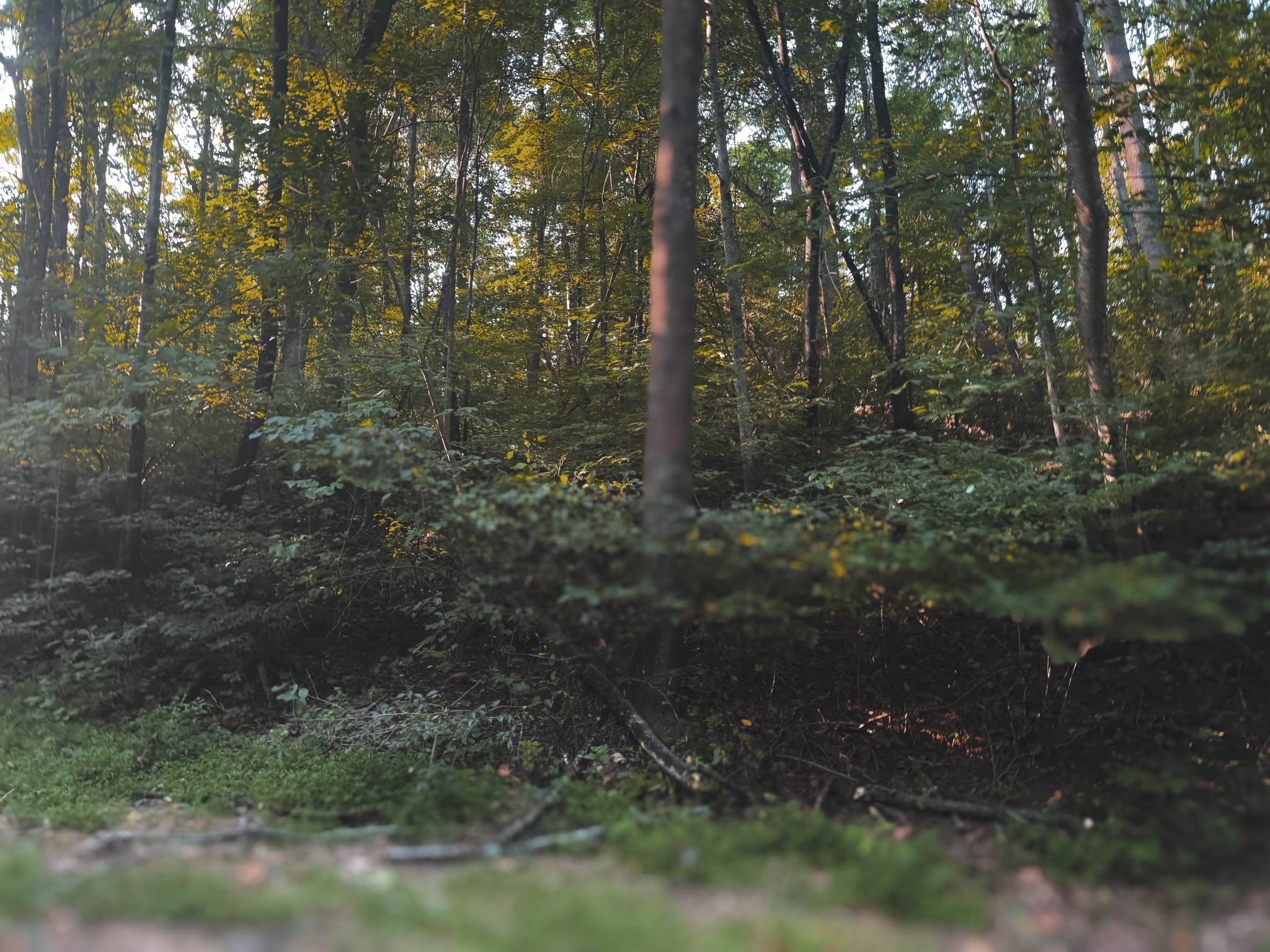 0 Lazy Branch Road Wartrace, TN 37183 - Photo 36 of 82 a view of a forest with trees