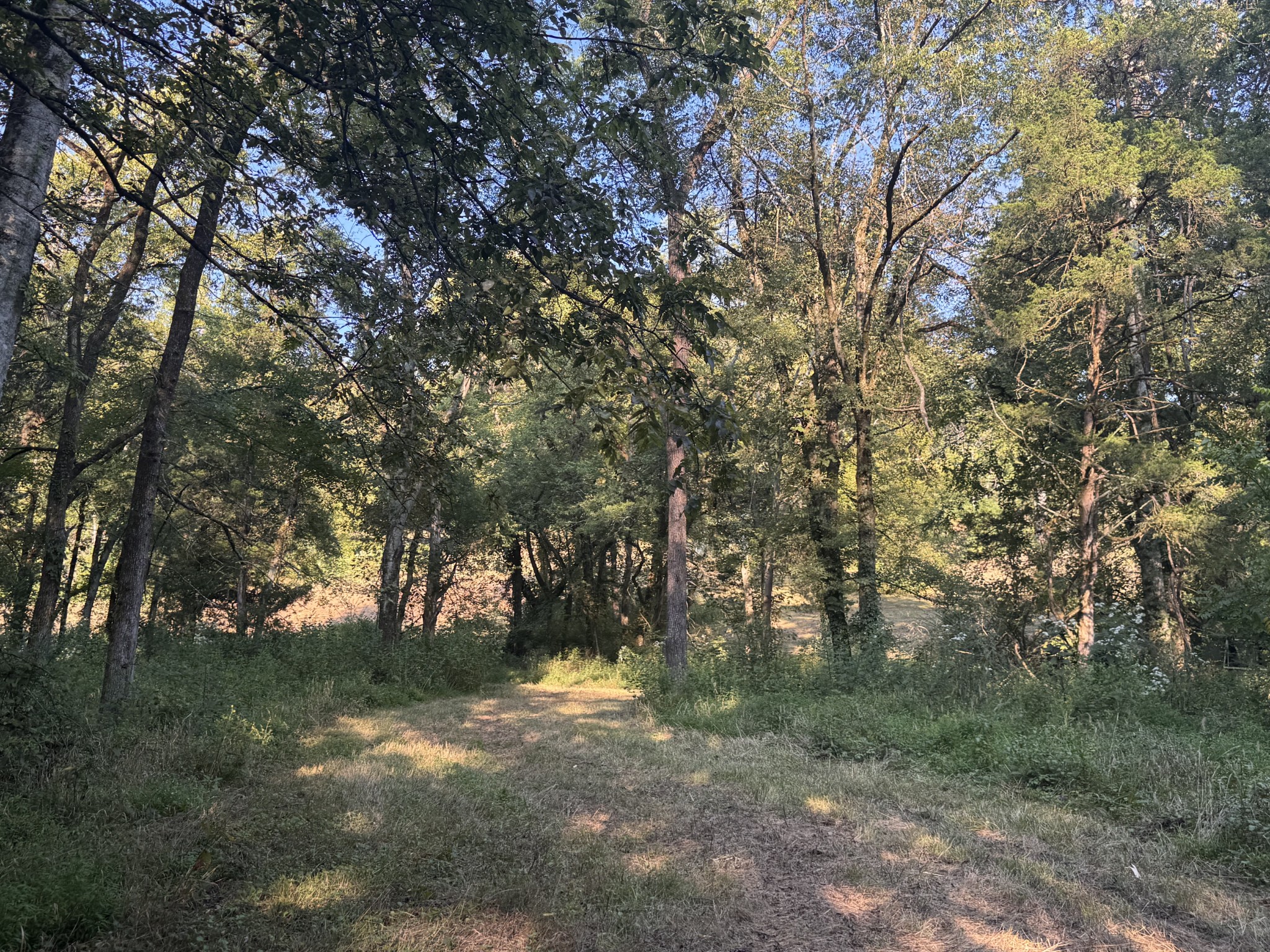 0 Lazy Branch Road Wartrace, TN 37183 - Photo 42 of 82 a view of forest