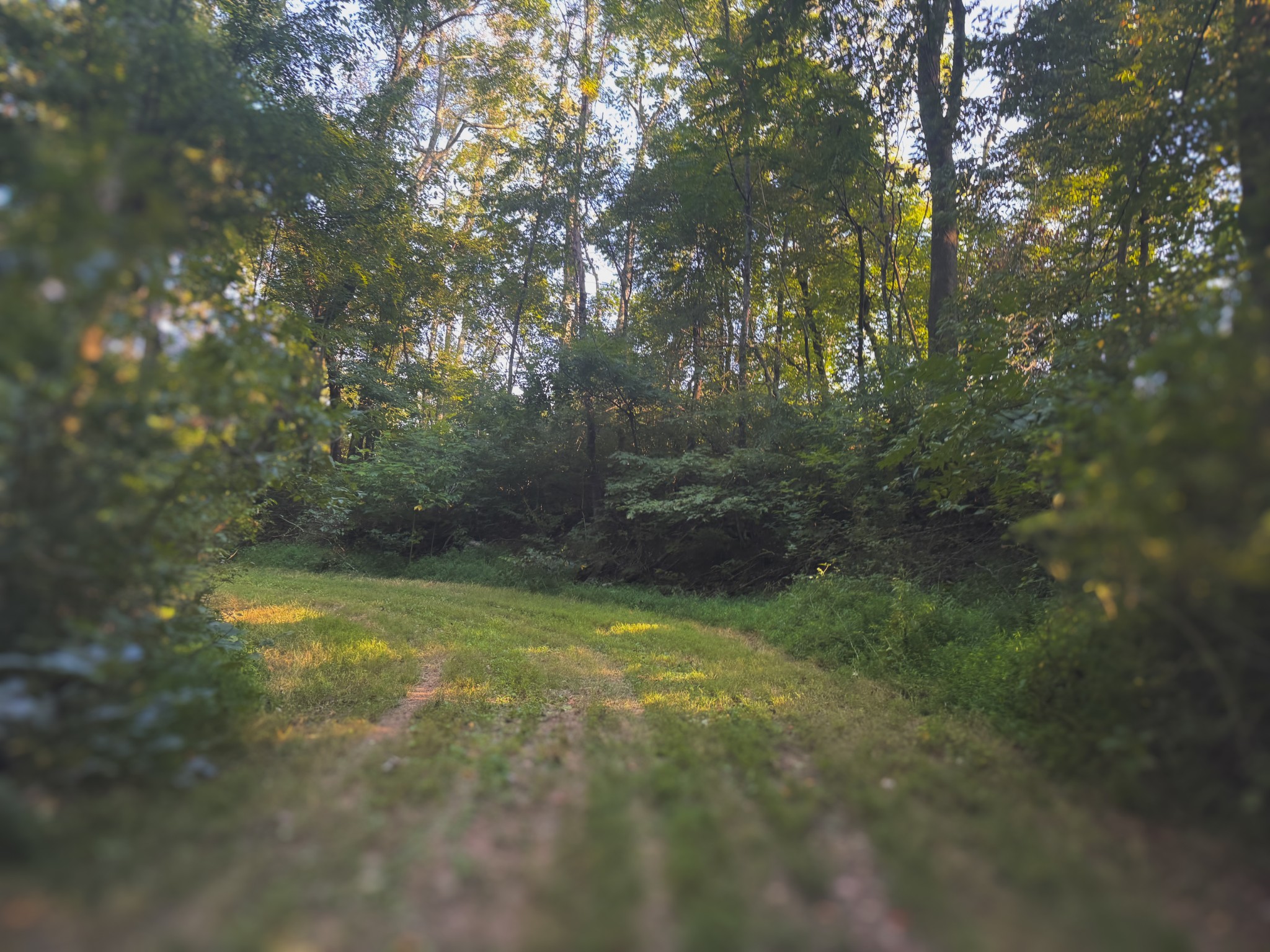 0 Lazy Branch Road Wartrace, TN 37183 - Photo 43 of 82