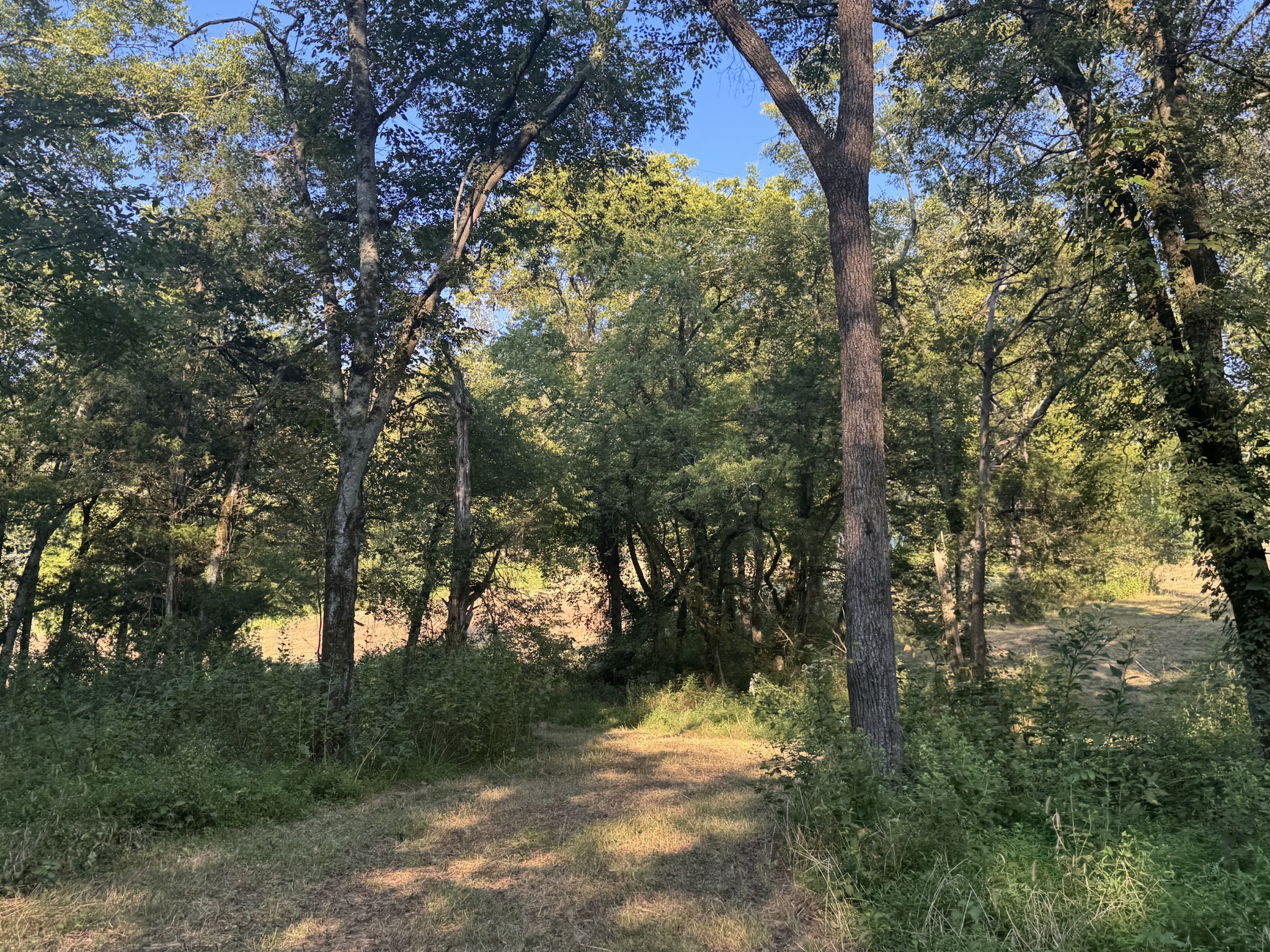 0 Lazy Branch Road Wartrace, TN 37183 - Photo 47 of 82 a view of a yard with a tree