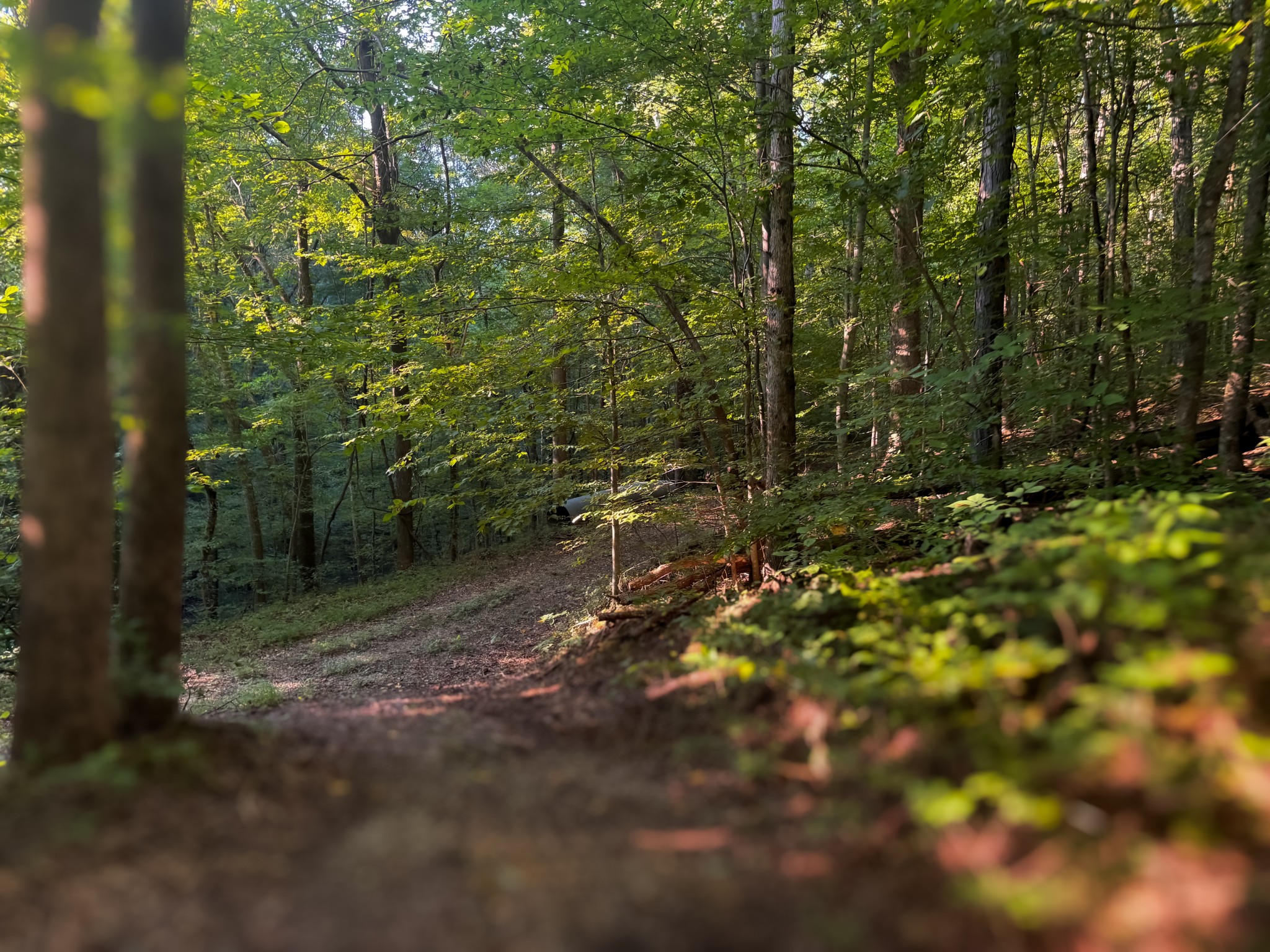 0 Lazy Branch Road Wartrace, TN 37183 - Photo 48 of 82 a view of a forest with trees