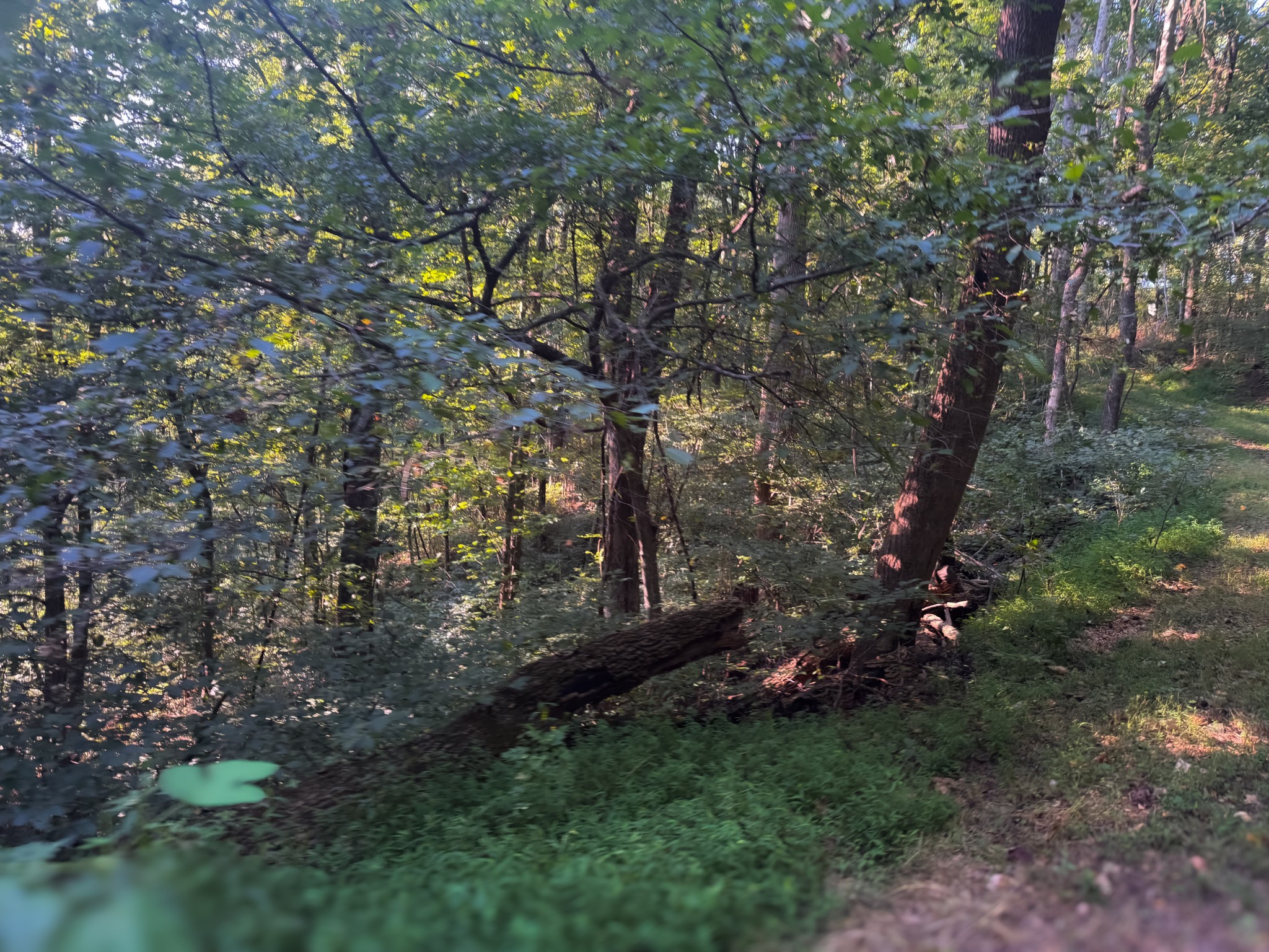 0 Lazy Branch Road Wartrace, TN 37183 - Photo 51 of 82