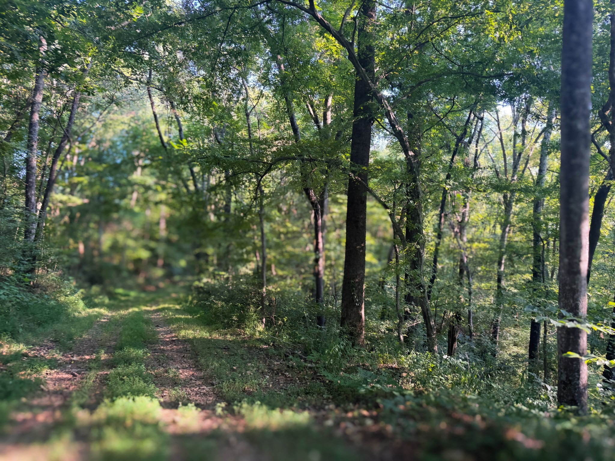 0 Lazy Branch Road Wartrace, TN 37183 - Photo 52 of 82 a view of a forest with trees