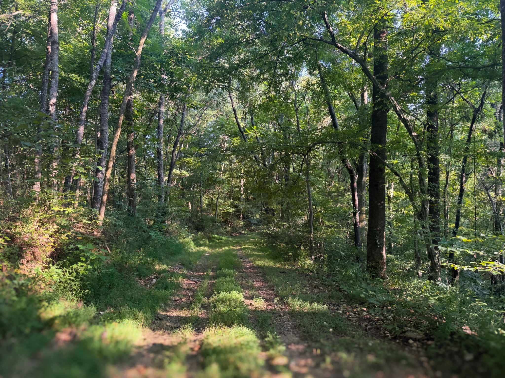 0 Lazy Branch Road Wartrace, TN 37183 - Photo 53 of 82 a view of a forest with trees
