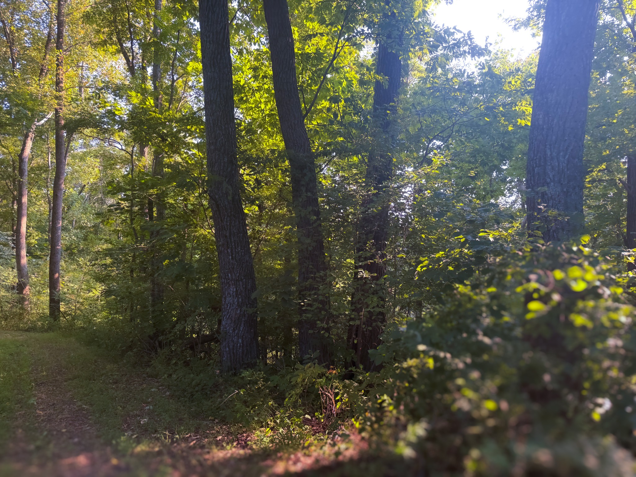 0 Lazy Branch Road Wartrace, TN 37183 - Photo 54 of 82 a view of forest